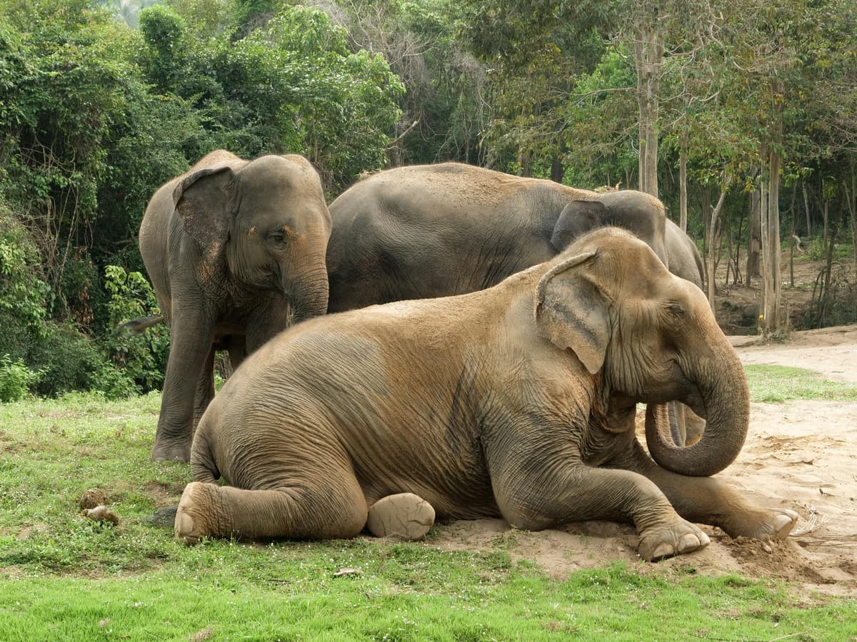 'Ghost Elephants': Werner Herzog's quest for Angola's elusive giants now stre... - South African news